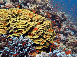 Naklejka na ściany i meble Red Sea fish and coral reef of blue hole Egypt