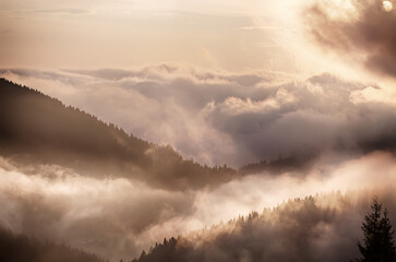 Foggy morning landscape