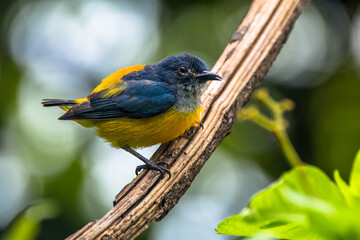 The orange-bellied flowerpecker (Dicaeum trigonostigma)