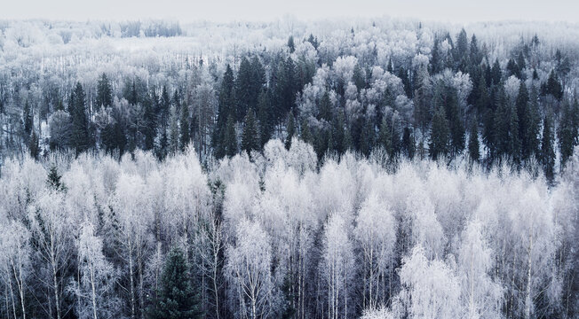 Early morning view of the frozen forest from the tower. In Estonia, near Karula National Park