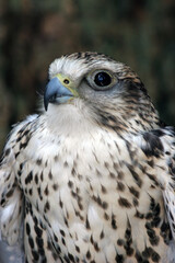 Bird of Prey
