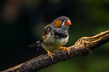 The zebra finches are two species of estrildid finch in the genus Taeniopygia