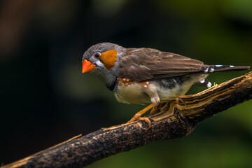 The zebra finches are two species of estrildid finch in the genus Taeniopygia