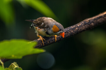 The zebra finches are two species of estrildid finch in the genus Taeniopygia
