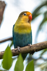 Fischer's lovebird (Agapornis fischeri) is a small parrot species of the genus Agapornis