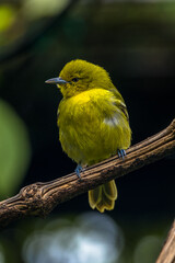 The common iora (Aegithina tiphia) is a small passerine bird