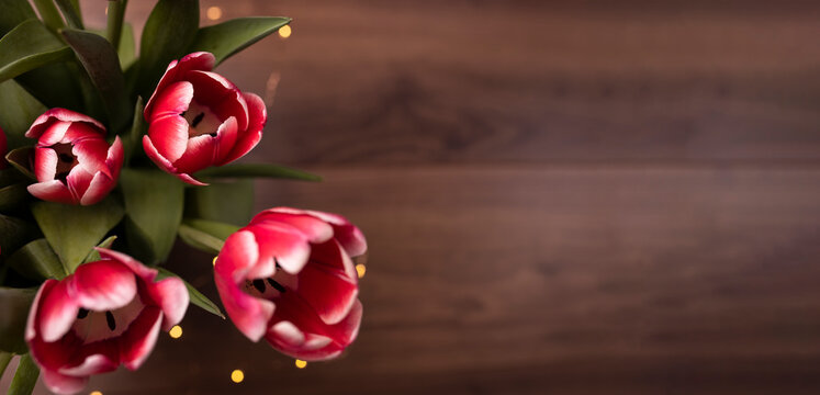 Banner with red tulips, lights and dark, wooden background with copy space. Concept for greetings, anniversary, easter, valentine's day, mother's Day, Women's Day.