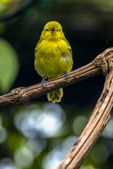The common iora (Aegithina tiphia) is a small passerine bird