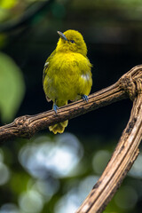 The common iora (Aegithina tiphia) is a small passerine bird