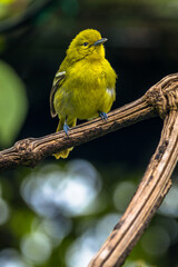 The common iora (Aegithina tiphia) is a small passerine bird