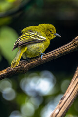 The common iora (Aegithina tiphia) is a small passerine bird
