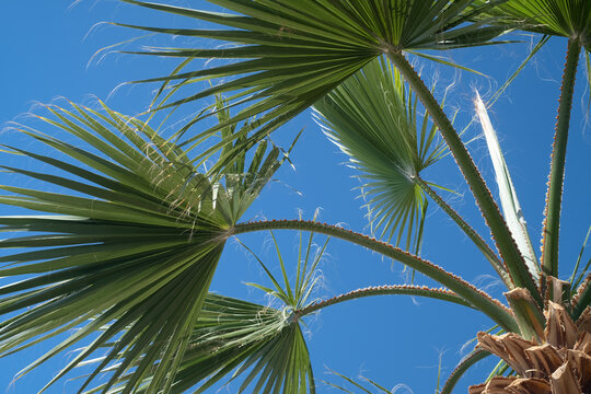 Palm trees against the blue sky on a tropical coast