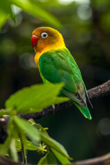 Fischer's lovebird (Agapornis fischeri) is a small parrot species of the genus Agapornis