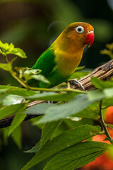 Fischer's lovebird (Agapornis fischeri) is a small parrot species of the genus Agapornis
