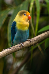 Fototapeta na wymiar Fischer's lovebird (Agapornis fischeri) is a small parrot species of the genus Agapornis