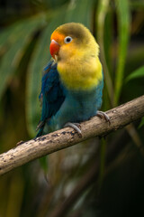 Fototapeta premium Fischer's lovebird (Agapornis fischeri) is a small parrot species of the genus Agapornis