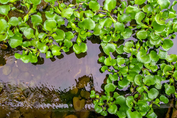 Lake Greenery