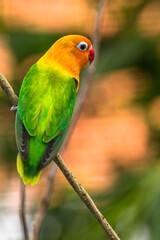 Fischer's lovebird (Agapornis fischeri) is a small parrot species of the genus Agapornis