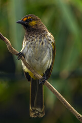 The sooty-headed bulbul (Pycnonotus aurigaster)
