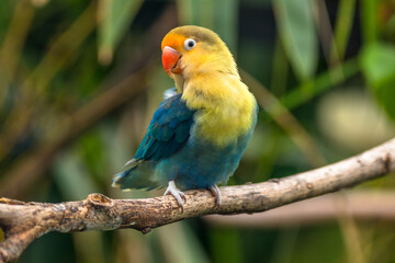 Fischer's lovebird (Agapornis fischeri) is a small parrot species of the genus Agapornis