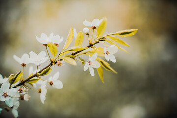 Beautiful white fragrant cherry blossoms bloom on the branches of a bush with green young leaves on a sunny spring day.