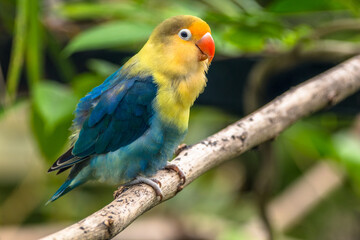 Fischer's lovebird (Agapornis fischeri) is a small parrot species of the genus Agapornis