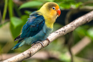 Fischer's lovebird (Agapornis fischeri) is a small parrot species of the genus Agapornis