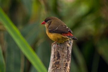 The red avadavat (Amandava amandava), red munia or strawberry finch