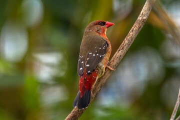 The red avadavat (Amandava amandava), red munia or strawberry finch