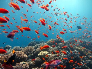 Fototapeta na wymiar Red Sea fish and coral reef of blue hole Egypt