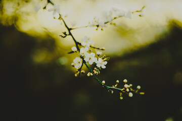 Beautiful white delicate cherry blossoms bloom on the thin curved branches of the tree on a sunny spring day. The beauty of nature.