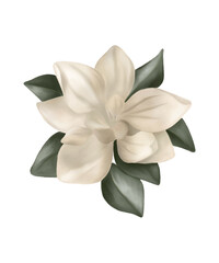 White magnolia flower, Magnolia felix isolated on white background