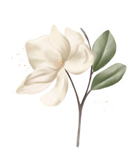 A white magnolia flower with green leaves isolated