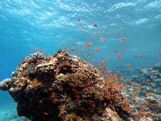 Red Sea fish and coral reef of blue hole Egypt