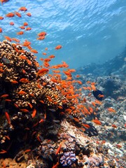 Red Sea fish and coral reef of blue hole Egypt