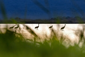 Bird sunrise silhouette. Common Crane, Grus grus, big bird in the nature habitat, Lake Aagamon Haula
