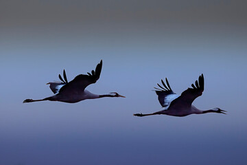 Birds in flight. A silhouettes of cranes in flight. Flock of cranes flies at sunset. Foggy morning, Sunrise sky background. Common Crane, Grus grus or Grus Communis, with moon background 