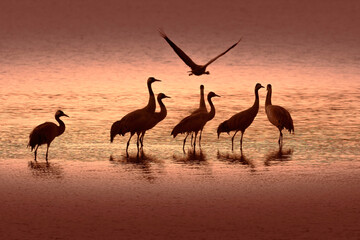 Bird sunrise silhouette. Common Crane, Grus grus, big bird in the nature habitat, Lake Aagamon Haula
