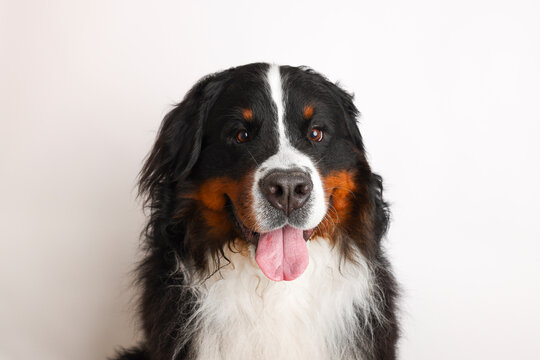 Photo Bernese Mountain Dog on a white background. Studio shot of a dog in front of an isolated background. 