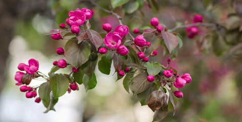 decorative apple tree (Malus Rudolph), bright purple flower buds on a fruit tree in spring
