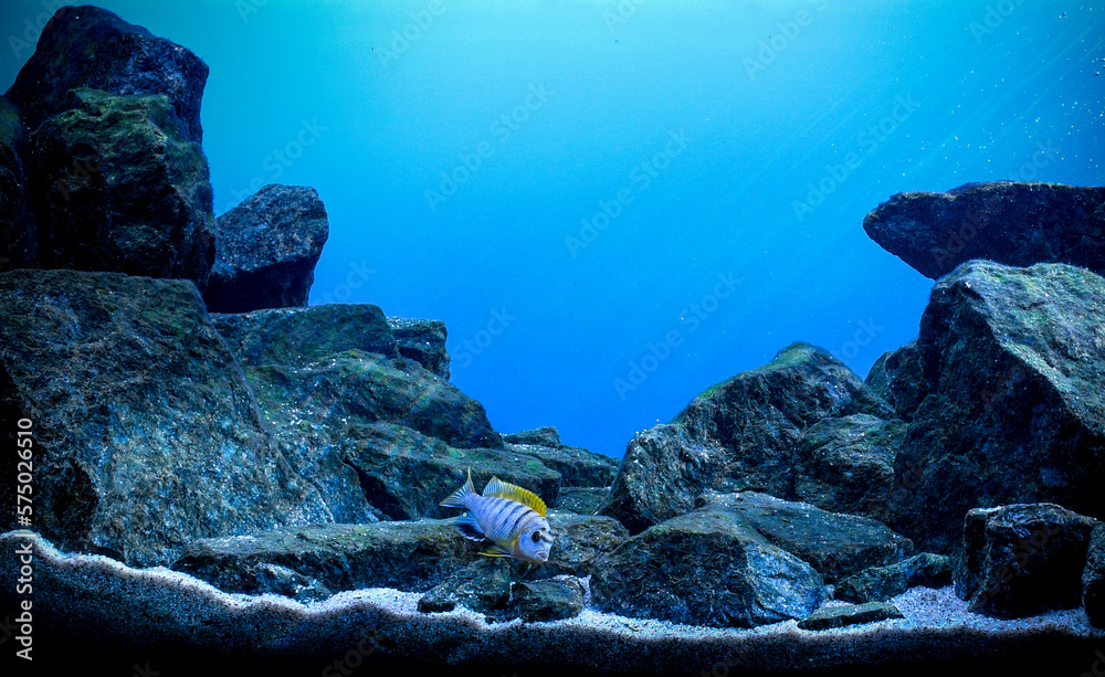 Wall mural lake malawi cichlids, lake tanganyika cichlids