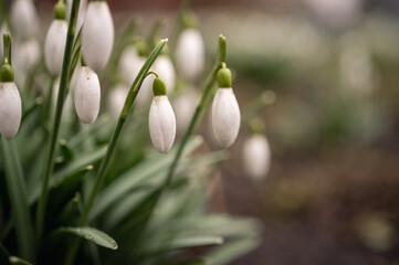 Close up of blooming snowdrop flowers in a garden. First spring flowers 