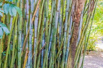 A view of bamboo growing in a park near Fort Lauderdale, Florida on bright sunny day