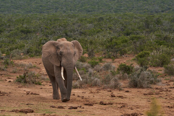 Fototapeta premium Male African elephant (Loxodonta africana) waiting to drink at a waterhole in Addo Elephant National Park, Western Cape, South Africa