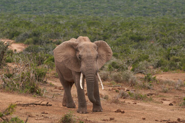 Fototapeta premium Male African elephant (Loxodonta africana) waiting to drink at a waterhole in Addo Elephant National Park, Western Cape, South Africa