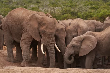Photo sur Plexiglas Parc national du Cap Le Grand, Australie occidentale African elephants (Loxodonta africana) drinking at a waterhole in Addo Elephant National Park, Western Cape, South Africa
