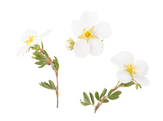 Potentilla fruticosa L. Abbotswood white small flowers on white background.