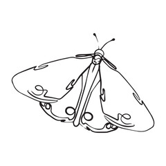 Line art butterflies. Beautiful minimalist butterflies. Butterfly kits and patterns. Line art kits and patterns.