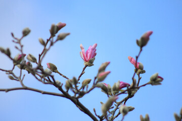 Close up from magnolias blossoms in spring