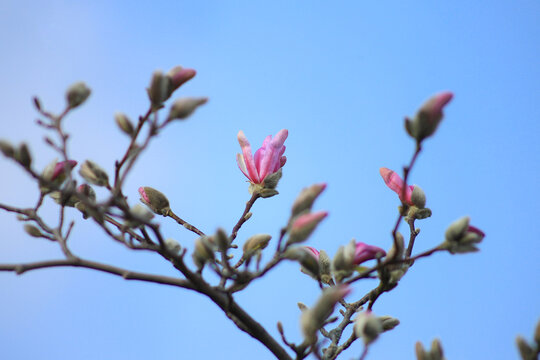 Close up from magnolias blossoms in spring